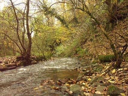 Autumn stream