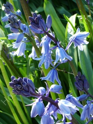 Bluebells 