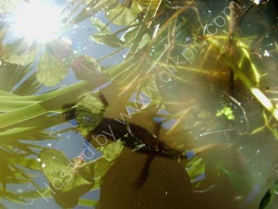 Hunting The Newt