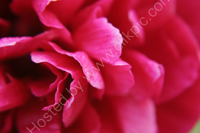 Peony