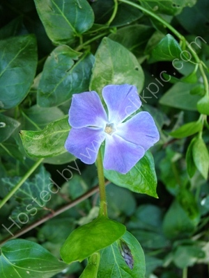 Periwinkle
