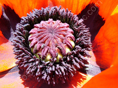 Red Poppy