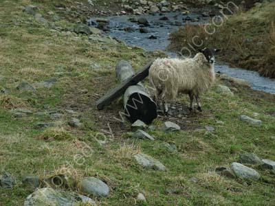 SeeSaw Sheep