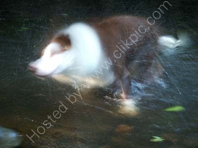 Shaking Sally