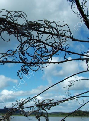Tangles