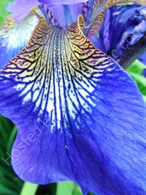 The Pollen Count