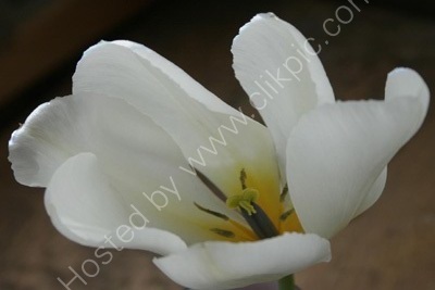 Tulip