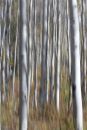 Aspen impressions