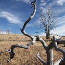 Deadwood