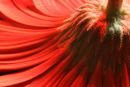 Gerbera