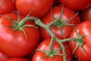 Too good to eat tomatoes