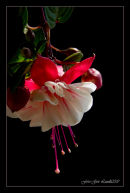 Fucsia