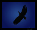 Eagle in the night