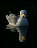 Larus