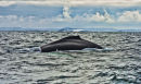SGL810 Humpback and Iceberg