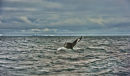 SGL825 Whale Tail & Burg
