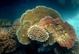 Fan Coral