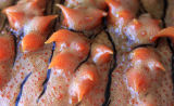 Sea Slug