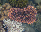 Orange coral