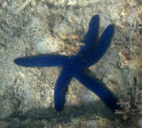 Blue linke sea star/starfish