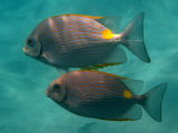 Rabbit Fish