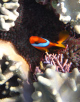 More clown fish