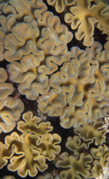 Mushroom coral