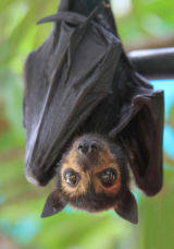 Orphan flying fox baby