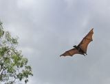 Flying fox returning at dawn