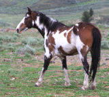 "Alpine" paint horse