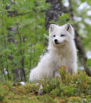 Arctic Fox