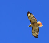 BROWN TAILED HAWK
