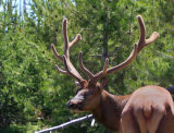 Elk - Yellowstone