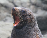 Fur Seal