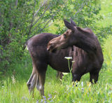 Female Moose near Jackson Hole