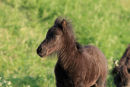 Island foal