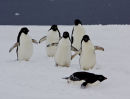 Adelie Penguins
