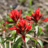 Indian Paint brush - Wyoming State flower