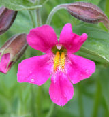 Lewis monkeyflower