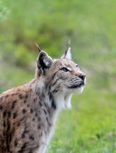 Lynx 
