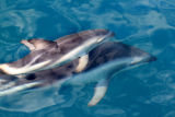Dusky Dolphins : Mother & calf
