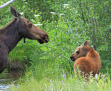 Moose & Calf