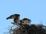 Osprey returning to nest