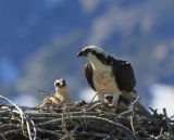 Osprey & chicks