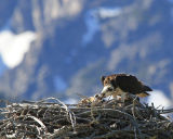 Osprey feeding chick