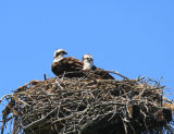 Ospreys nesting