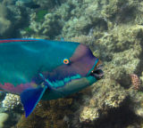 Male Parrot fish