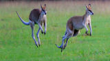 Grey  kangaroos - Queensland