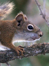 Ground Squirrel