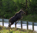 Wild Moose near Lom